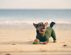 small dog in coat with ball on sandy beach.