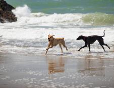 Dogs on Cilborth Beach 