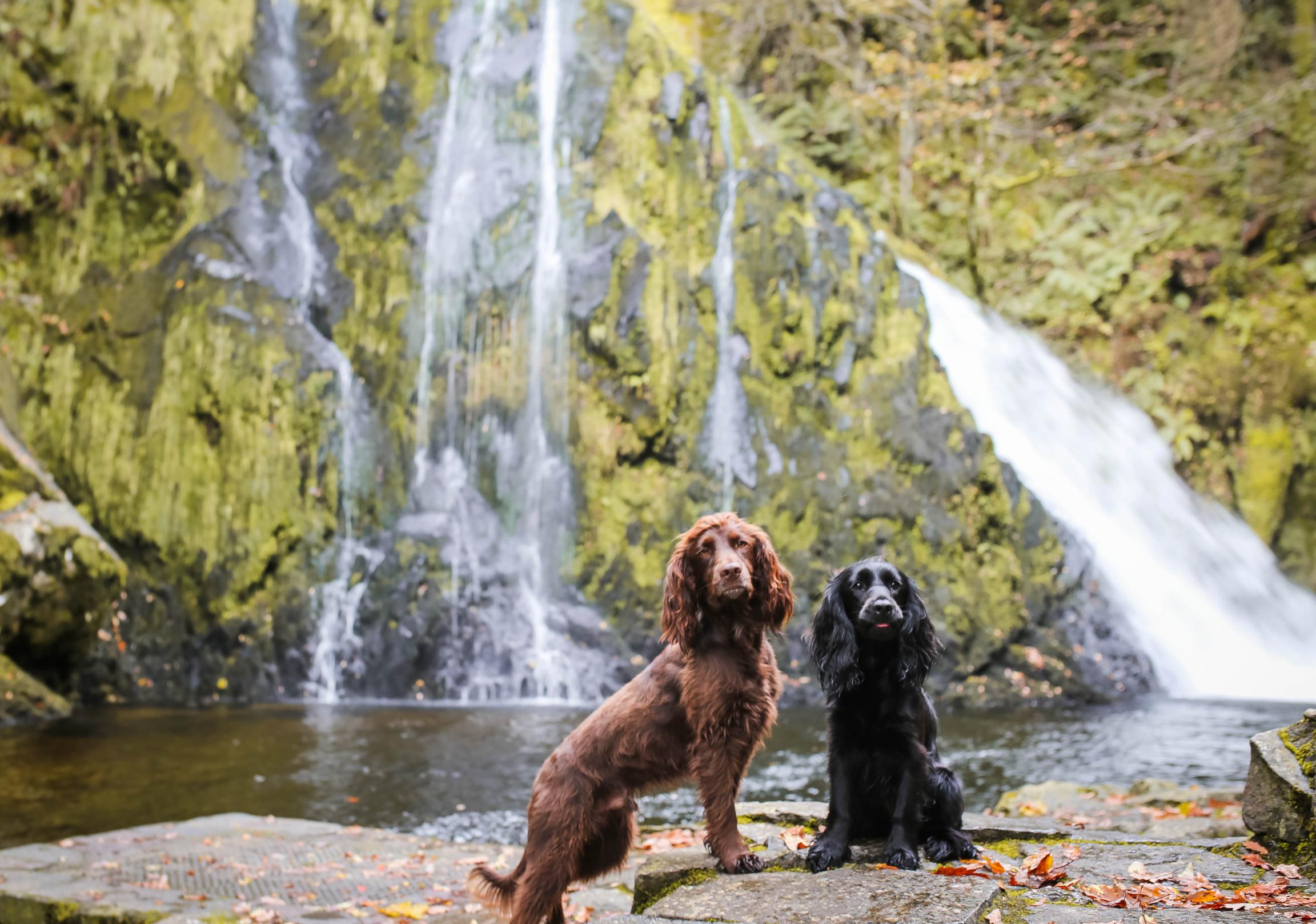 Pet Friendly Accommodation | Visit Wales