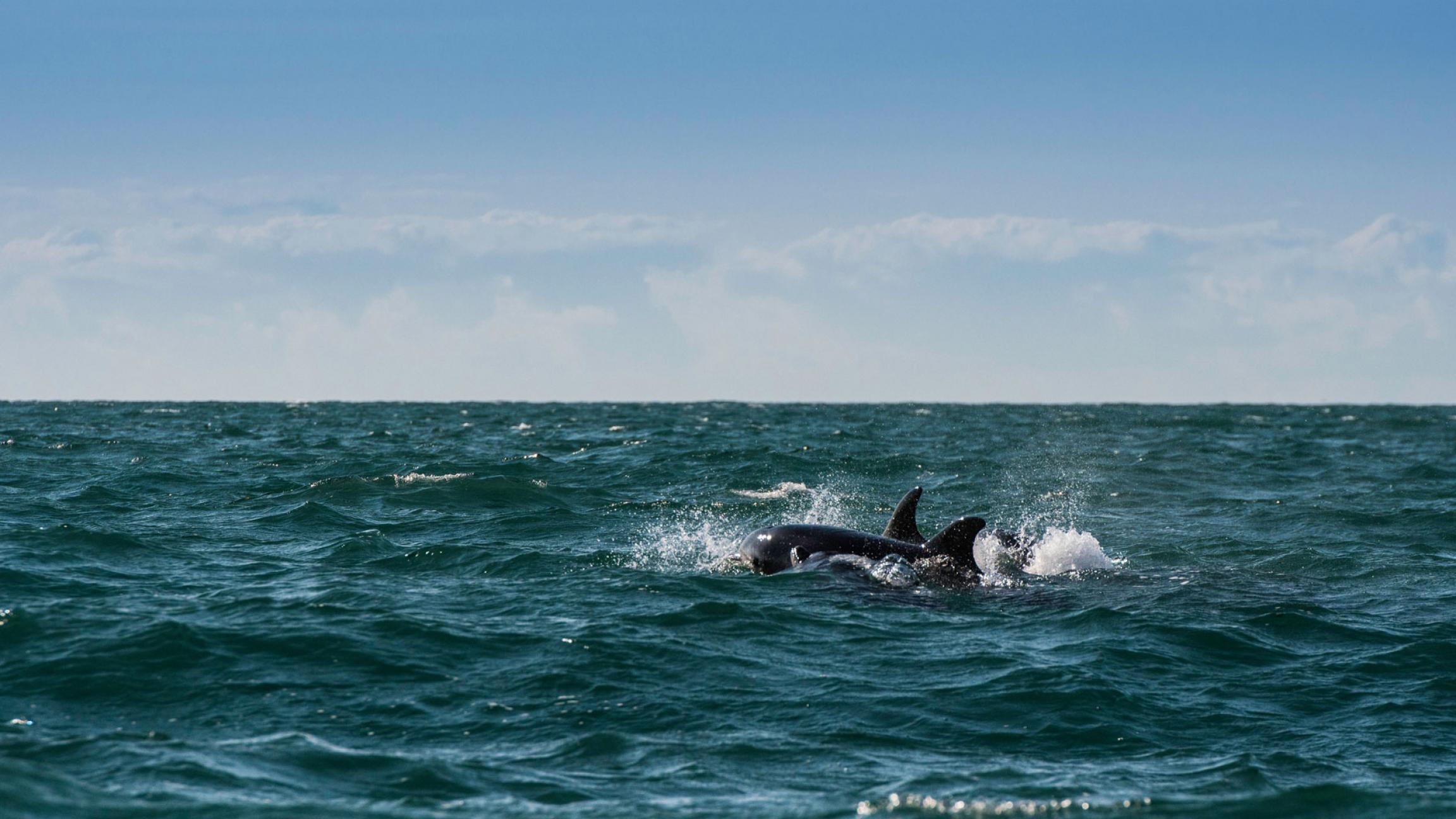 dolphin tours wales