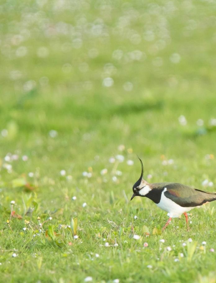 A lapwing on a green meadow at RSPB Ynys-Hir Nature Reserve, Dyfi Biosphere