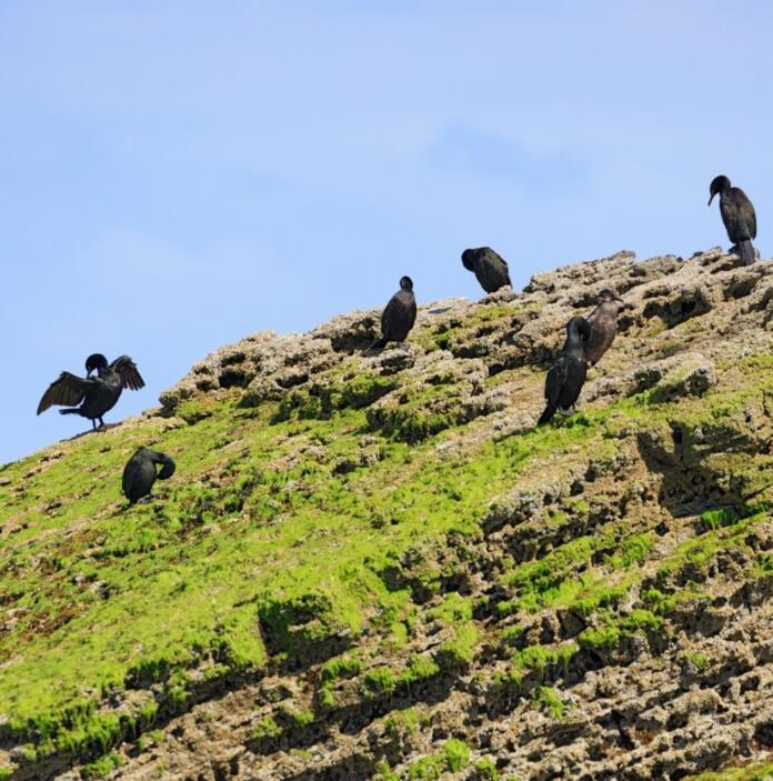 group of cormorants on grassy cliff.