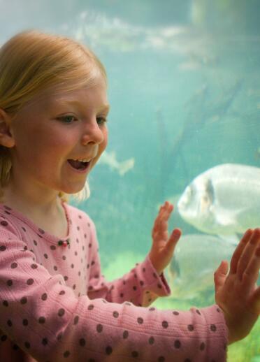 Young girl looking at fish in an aquarium.