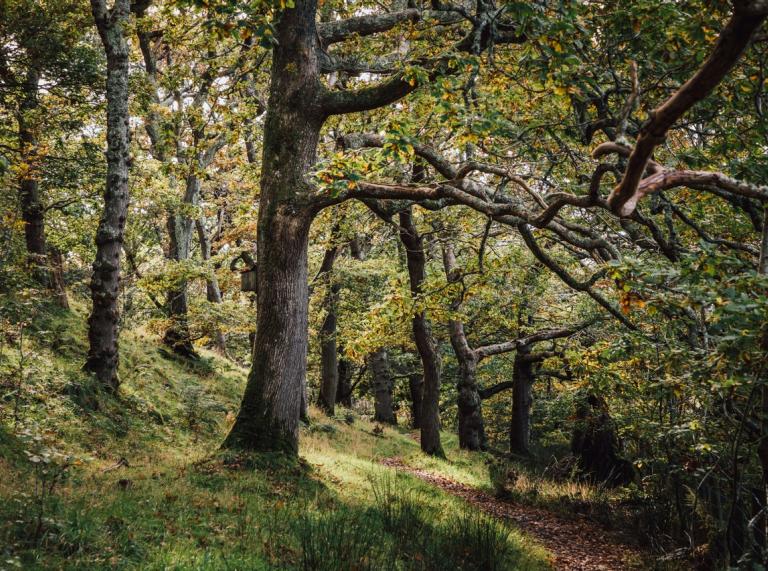 Ancient oak trees in a leafy woodland.