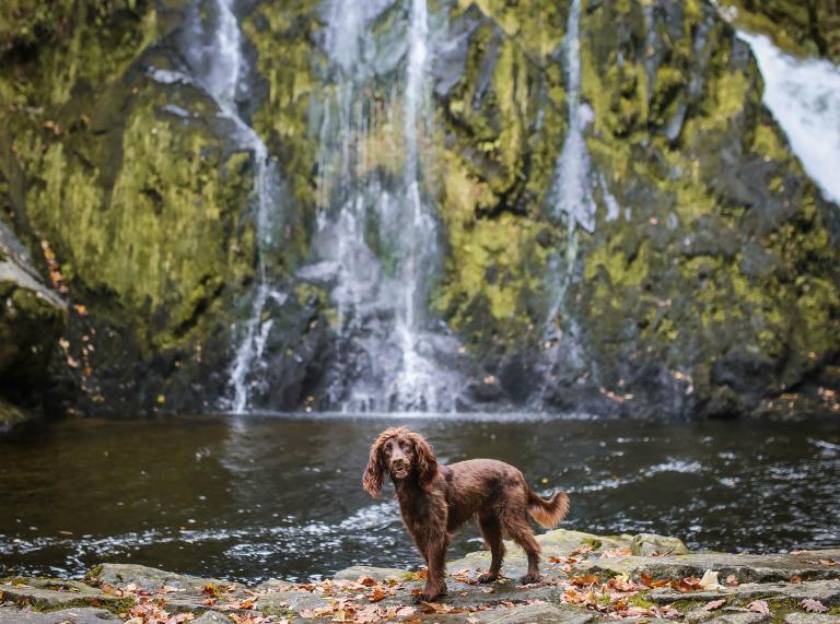 Spaniel in front of waterfalls.