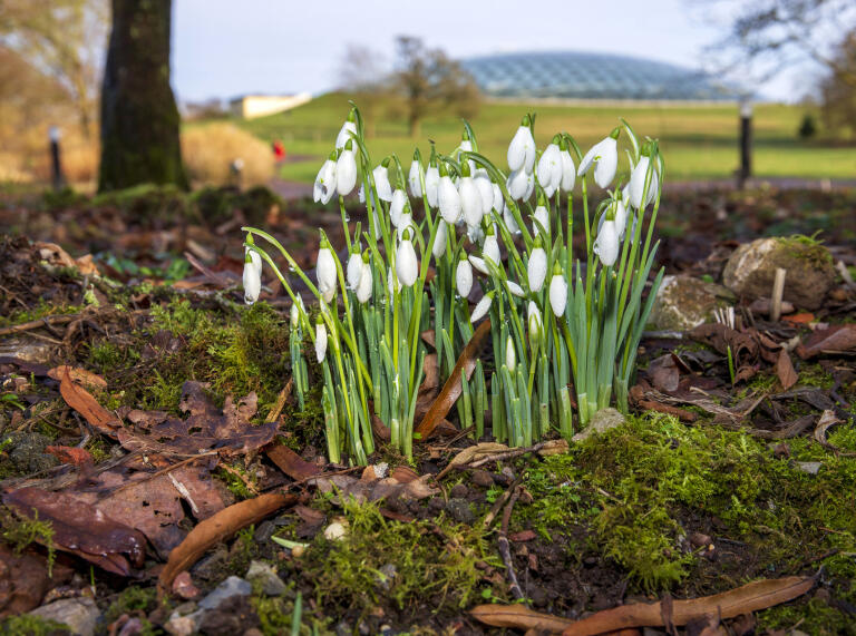 Snowdrops growing out of the ground