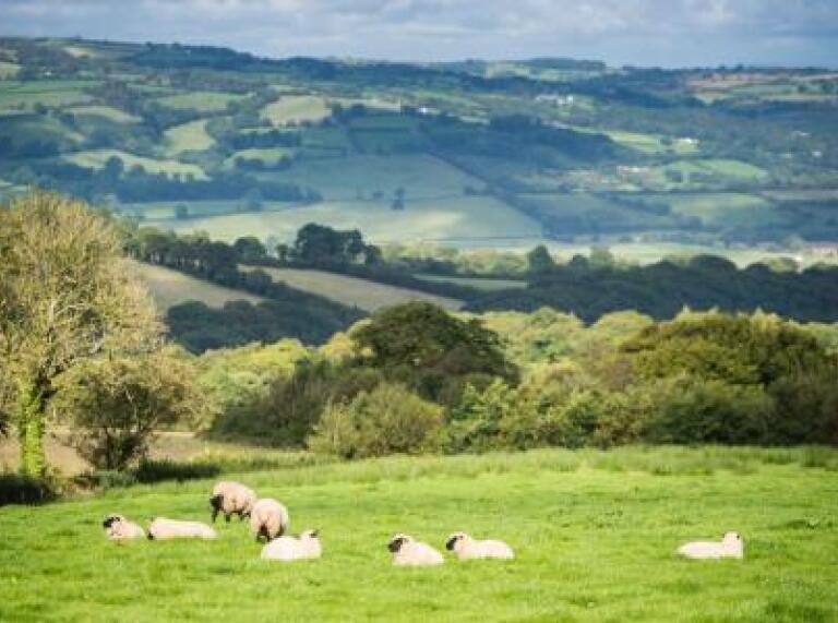 sheep in field and view of Lampeter.