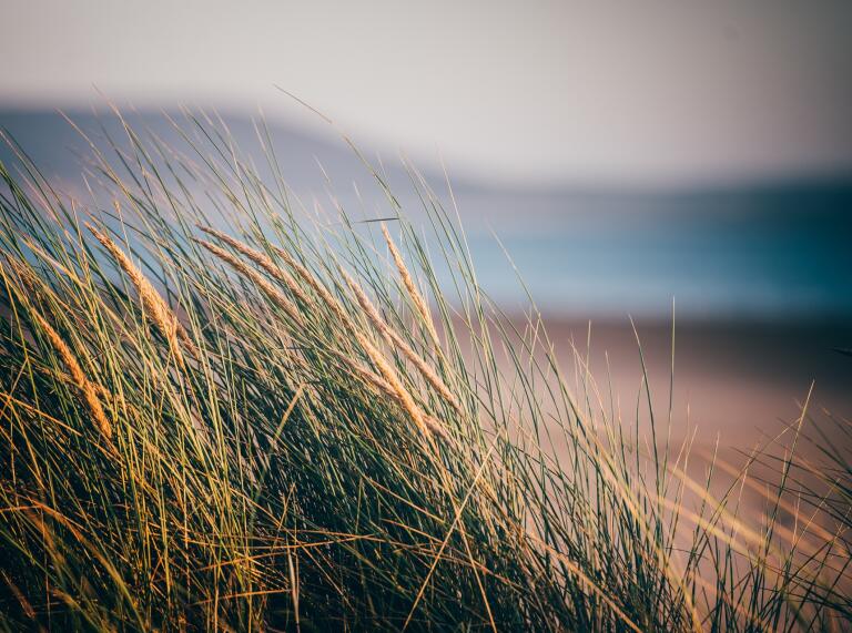 Langes Gras mit unscharfem Bild des Strandes im Hintergrund.