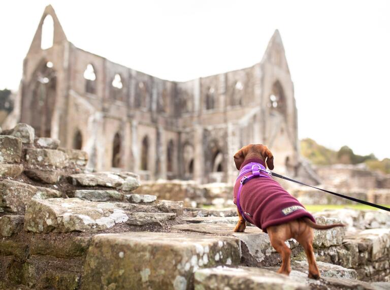 Ein Hund an einer Leine vor einer Klosterruine.