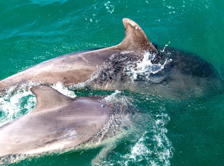 Two dolphins gracefully glide through the water, their dorsal fins cutting the surface side by side