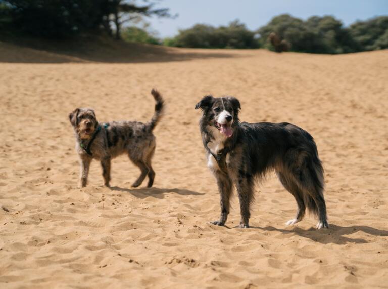 Two dogs on sandy beach 
