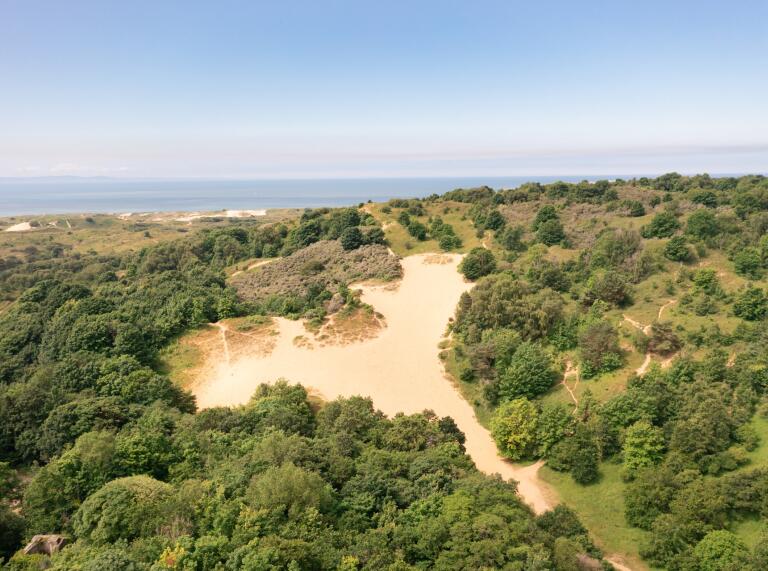 aerial view of trees and sand dunes.