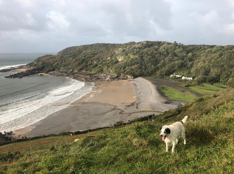 Ein Hund auf einem Klippenweg mit Blick auf einen Sand- und Kieselstrand in einer Bucht.