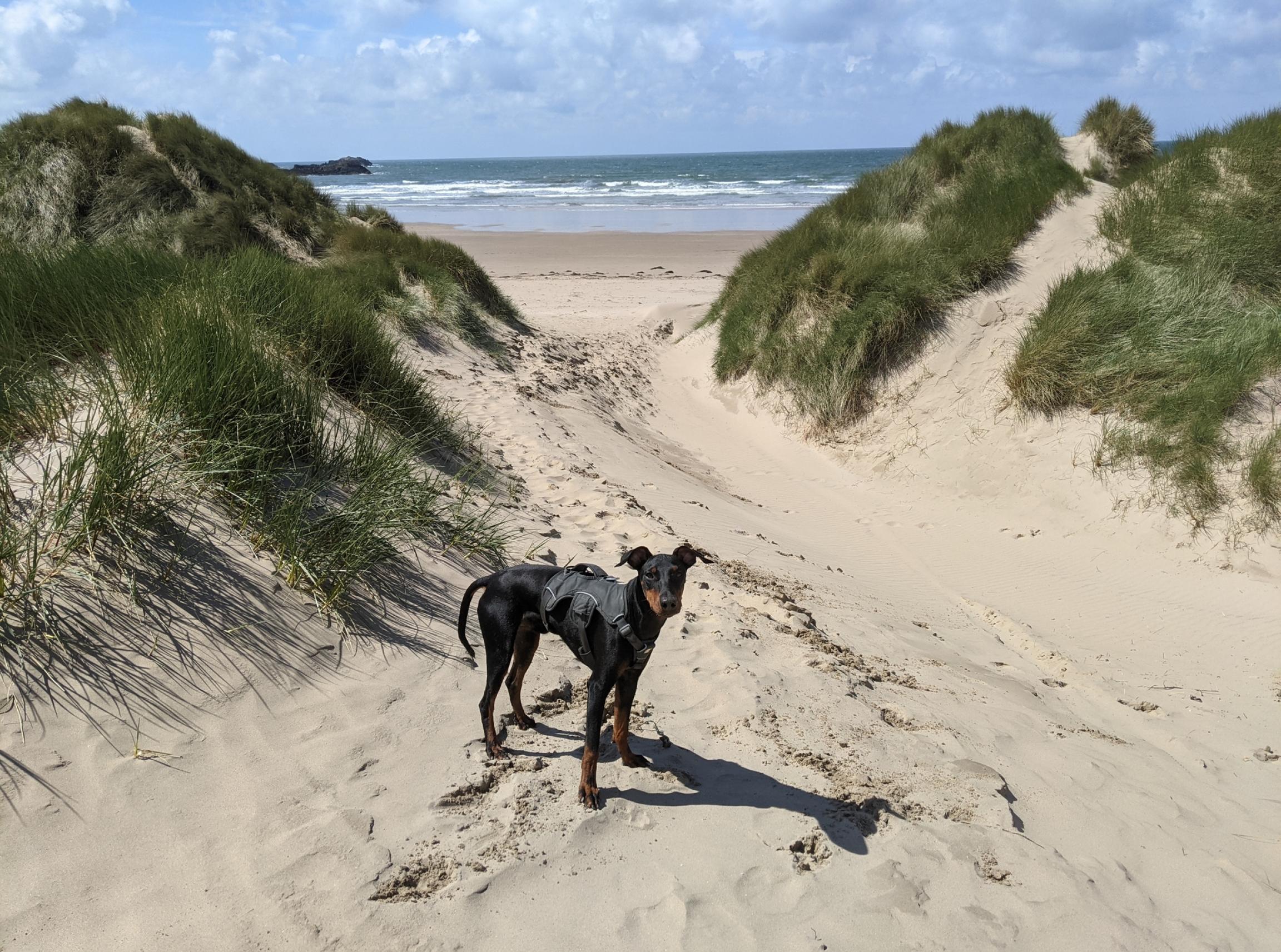 places to visit anglesey with dogs