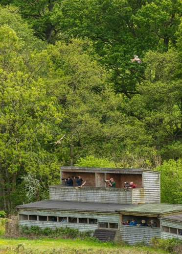 People with binoculars and cameras in a bird hide amongst trees.