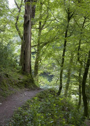 Ein Weg durch ein Waldgebiet.