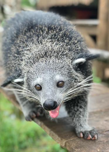 binturong with tongue out.