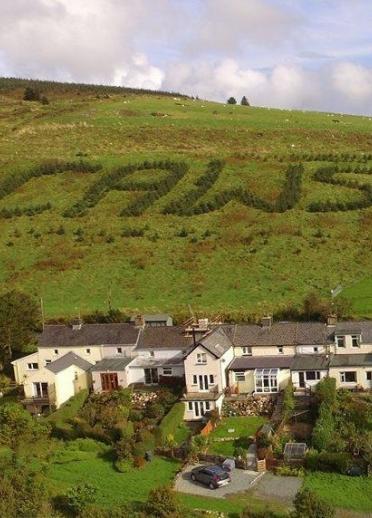 The word CAWS spelt out in trees on the side of a hill, with houses below.