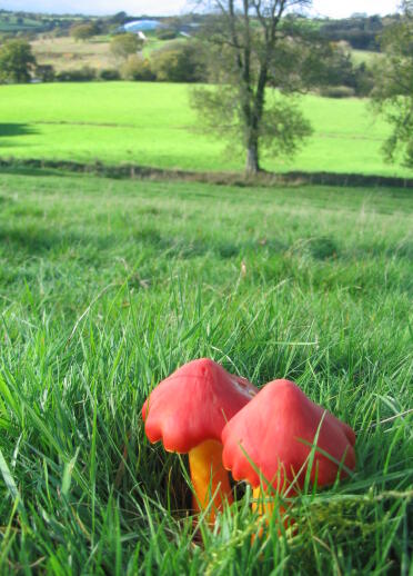 Two red waxcap fungi growing in a field of grass
