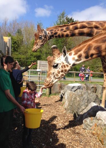 Children feeding a giraffe supervised by a zoo worker.