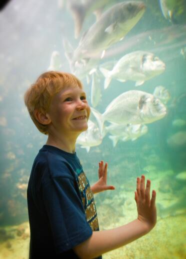 Boy looking at fish in the aquarium.