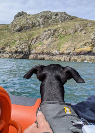 Arty the dog on the boat looking out to Skomer Island.