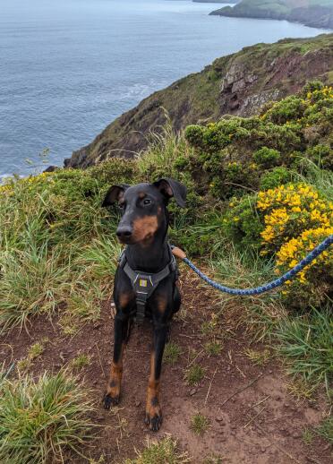 Arty the dog sitting on Skomer Island with the sea in the background.