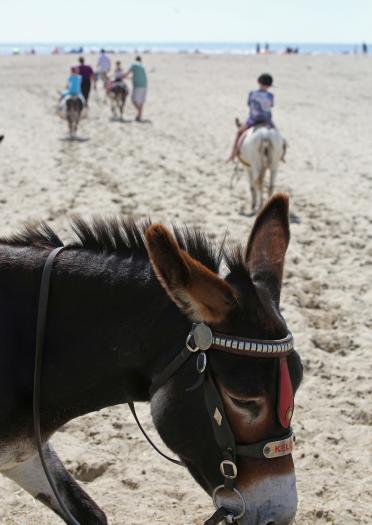 Donkey on the beach