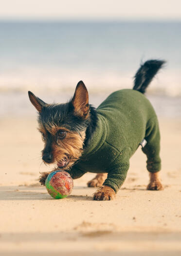 small dog in coat playing with a ball on sandy beach.