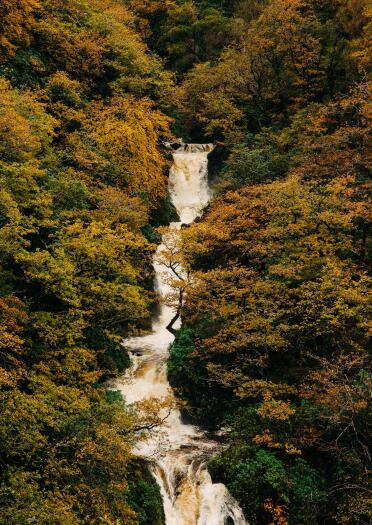 Ein Wasserfall, der einen bewaldeten Hang hinunterfließt.