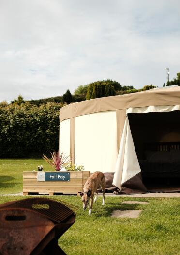 yurt and exterior with Whippet dog.