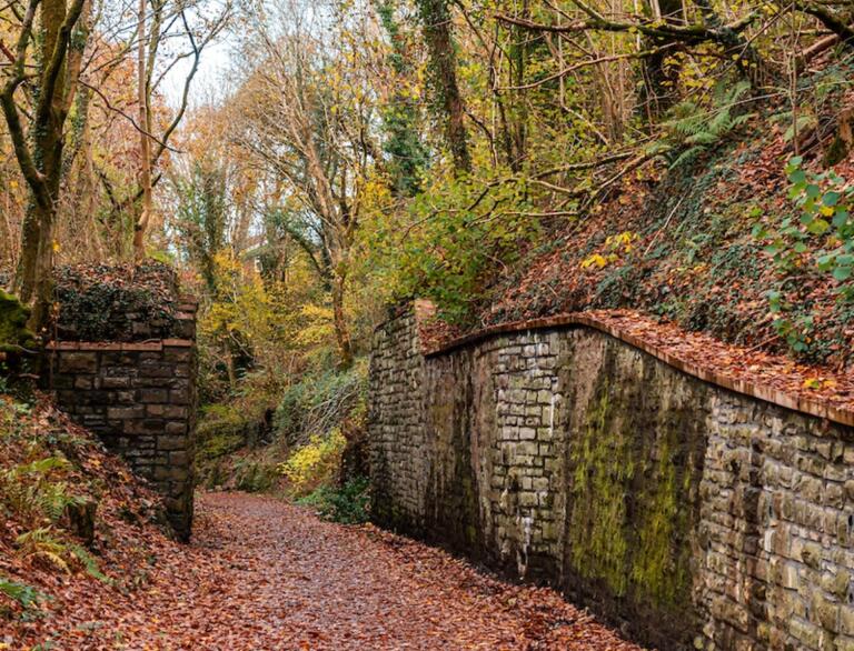 Herbstfarben in einem Wald mit Steinmauer im Vordergrund.
