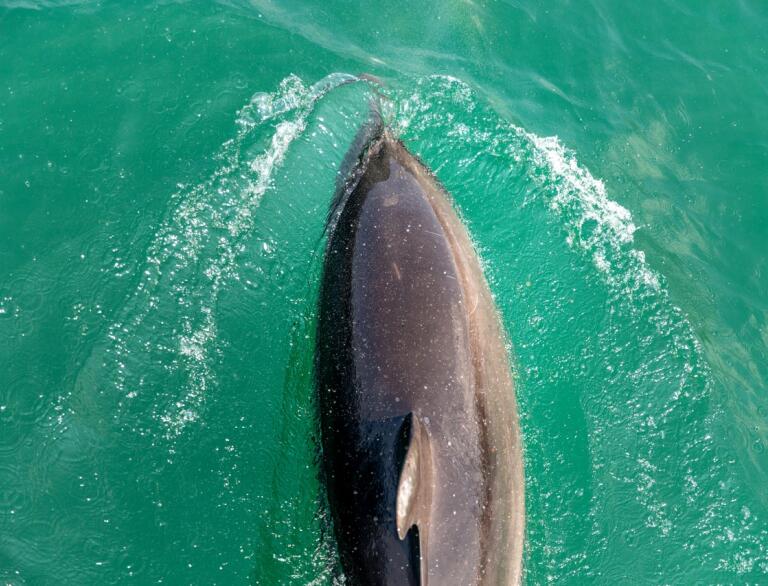 Ariel shot of dolphin swimming 