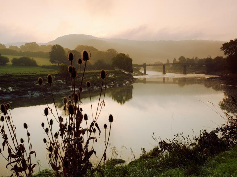 A landscape image of plants in the foreground and a bridge over the River Wye in the background