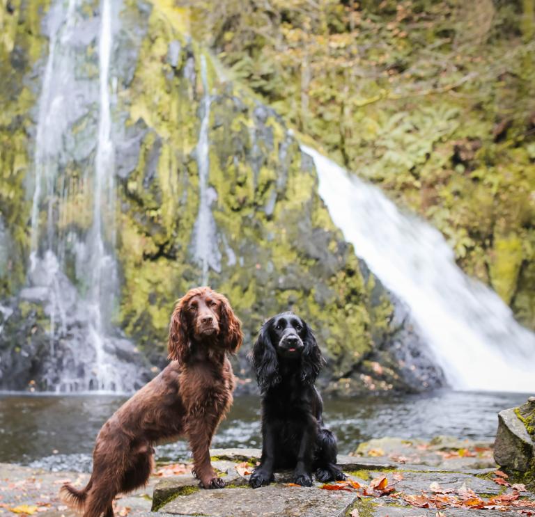 Two spaniels at the waterfalls.