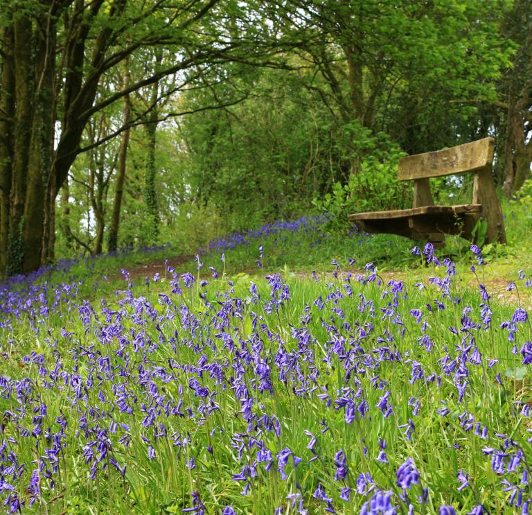 Bluebells in a wood with a bench nearby.