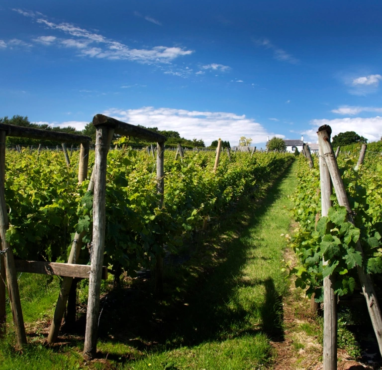 A view of grapevines in a field.