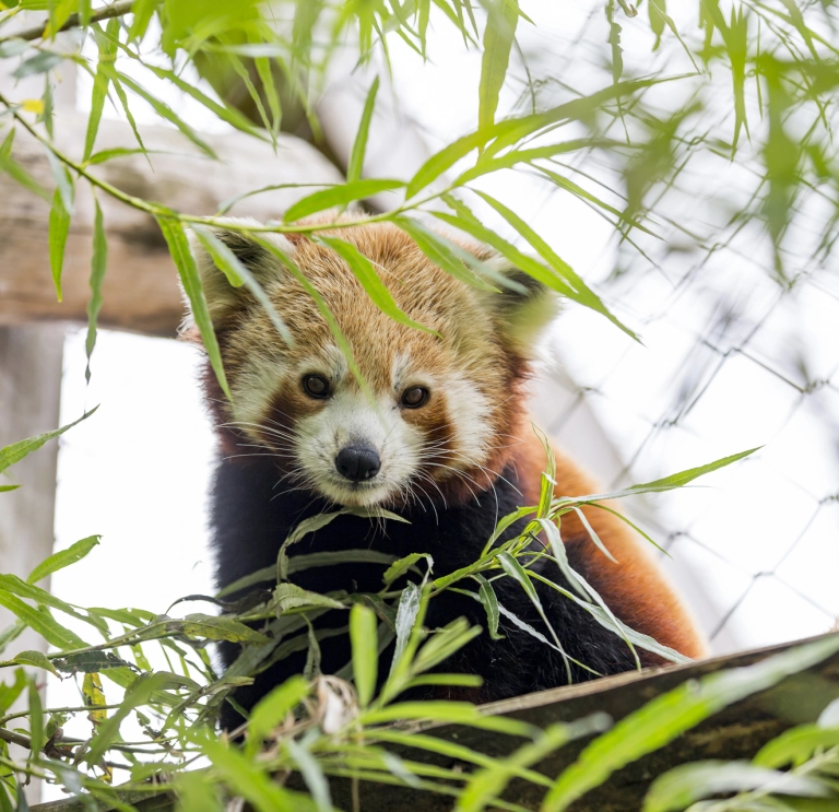 panda surrounded by leaves.