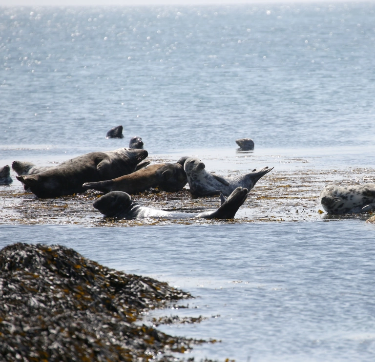 Seals in the sea