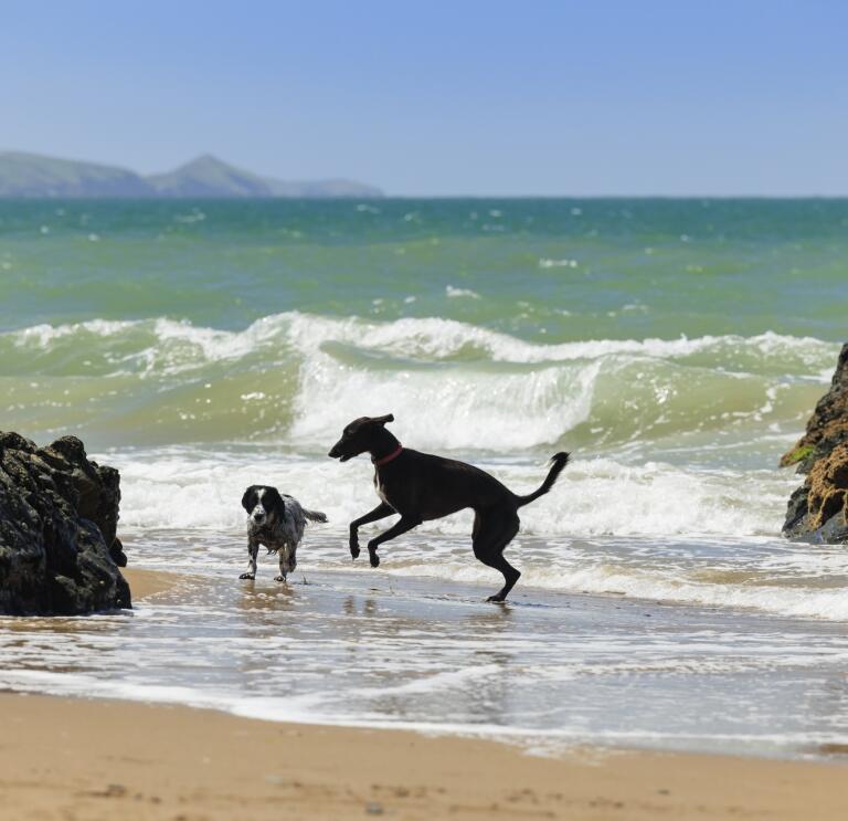 two dogs in sea.