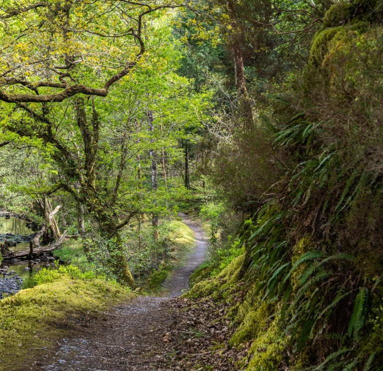 A footpath alongside a woodland ravine with ferns growing on a cliffside on one side.