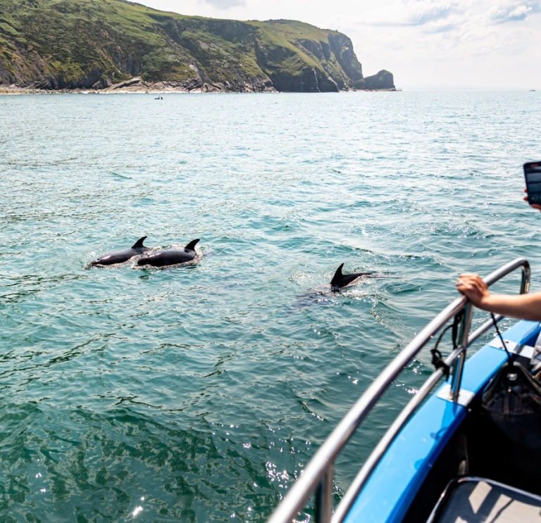 A woman watches dolphins from the boat trip