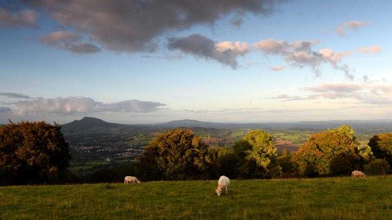 Sheep in a field with rolling hills behind.