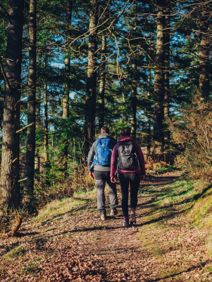 Two person seen from behind, walking up a path between tress in a forest