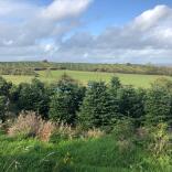 row of Christmas trees and field.