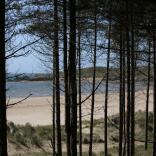 beach viewed through tall pine trees.